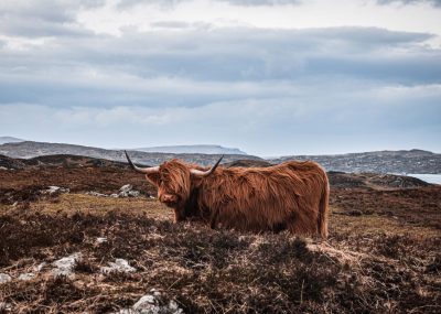 Angus Cow scaled 400x285 - Highland cow